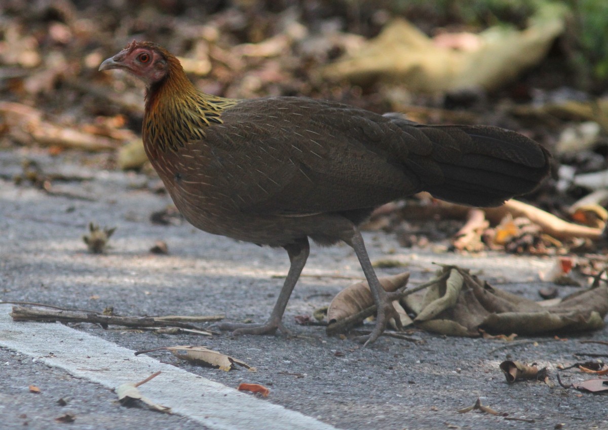 Red Junglefowl - Sea Williams