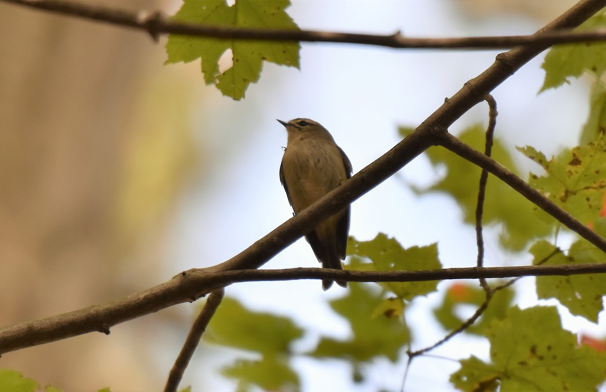 Golden-crowned Kinglet - ML193103361