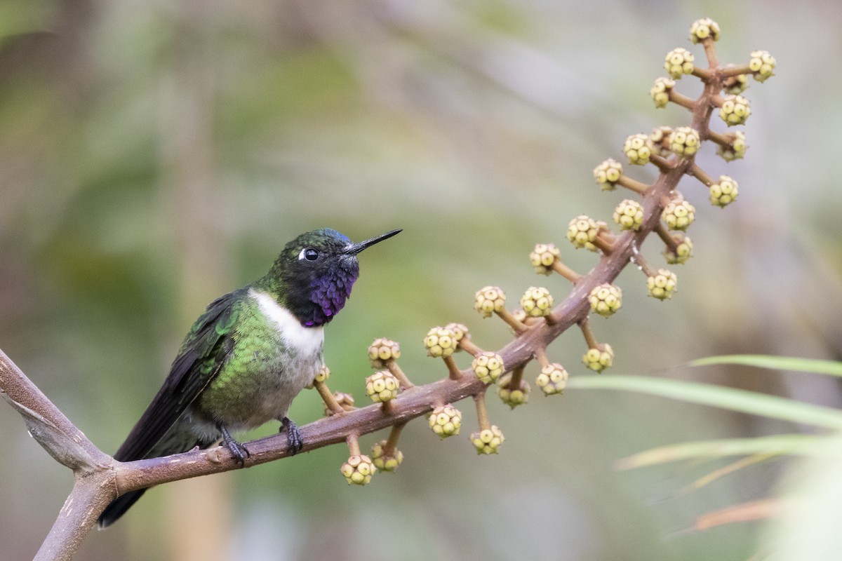 Amethyst-throated Sunangel - ML193105761