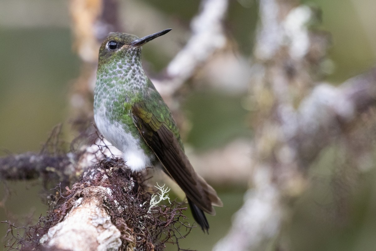 Greenish Puffleg - ML193106081