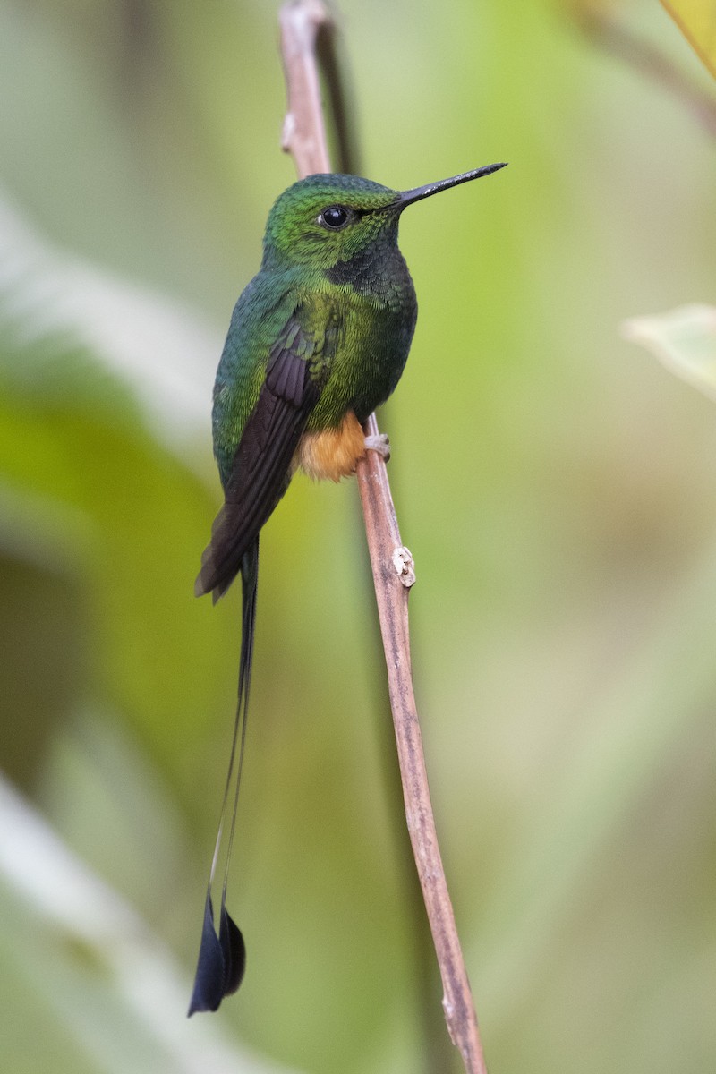 Peruvian Racket-tail - ML193106191