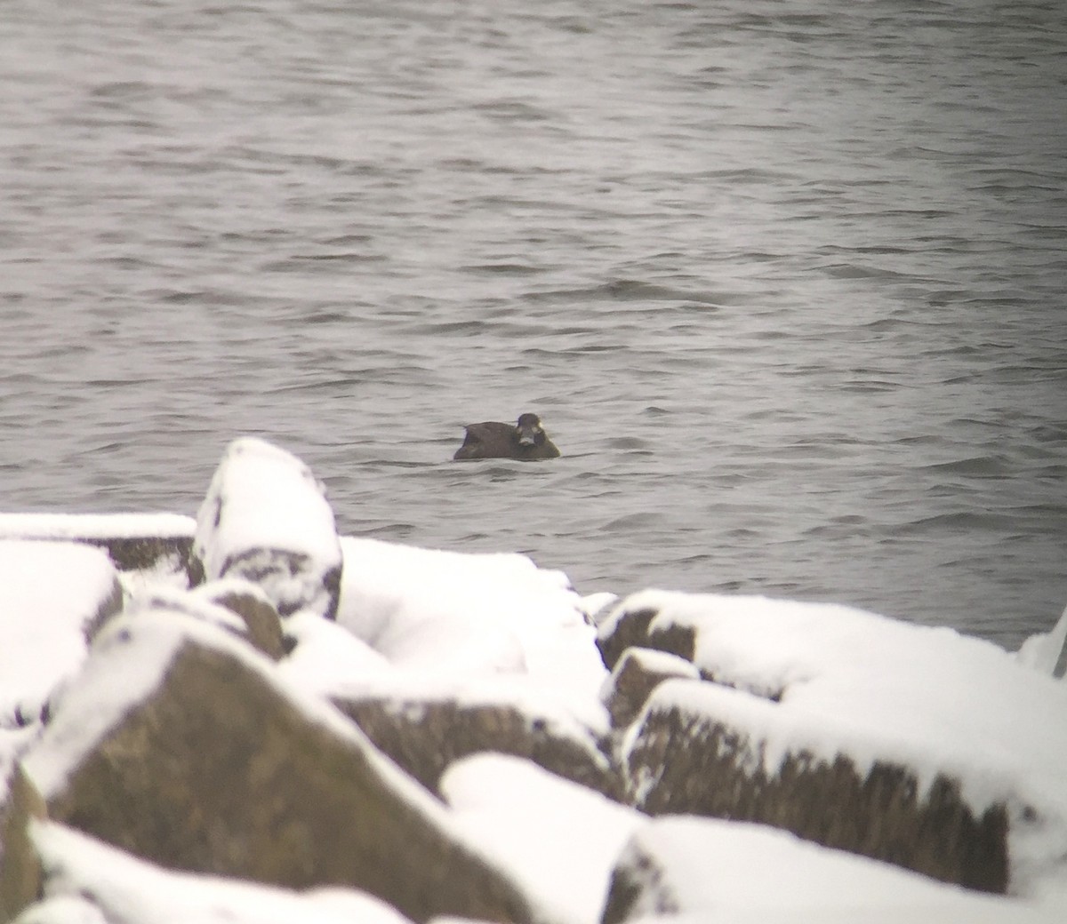 White-winged Scoter - ML193108001