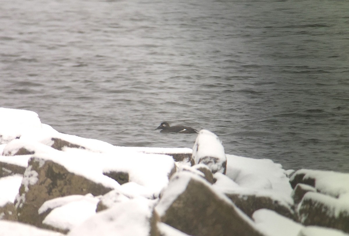 White-winged Scoter - ML193108041