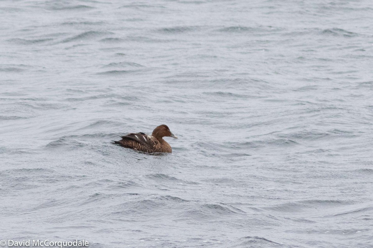 Eider à duvet - ML193108231