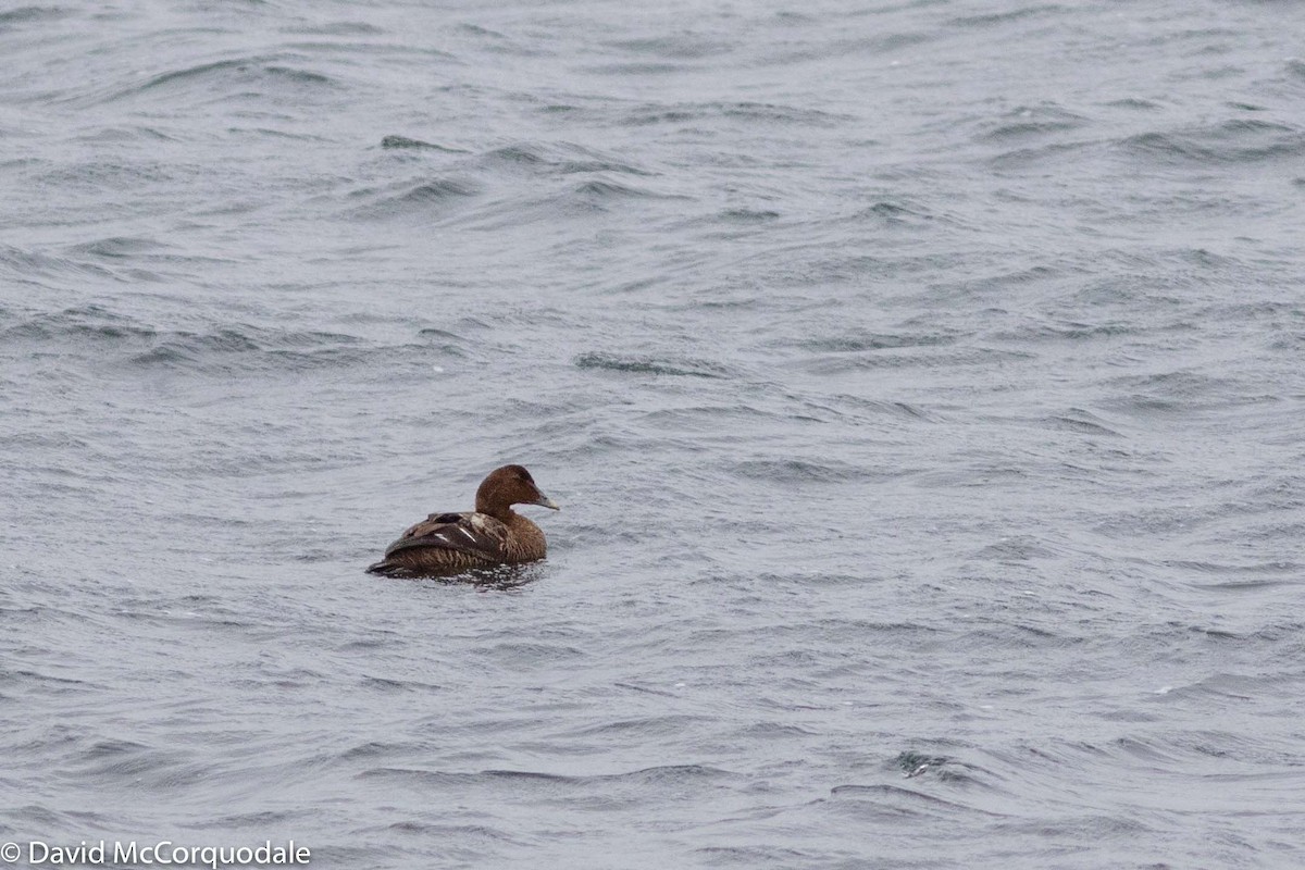 Common Eider - ML193108241