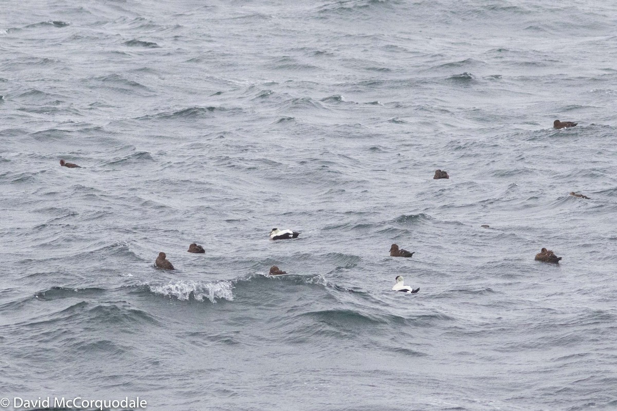 Common Eider - ML193108251