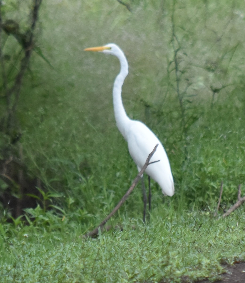 Great Egret - ML193108621