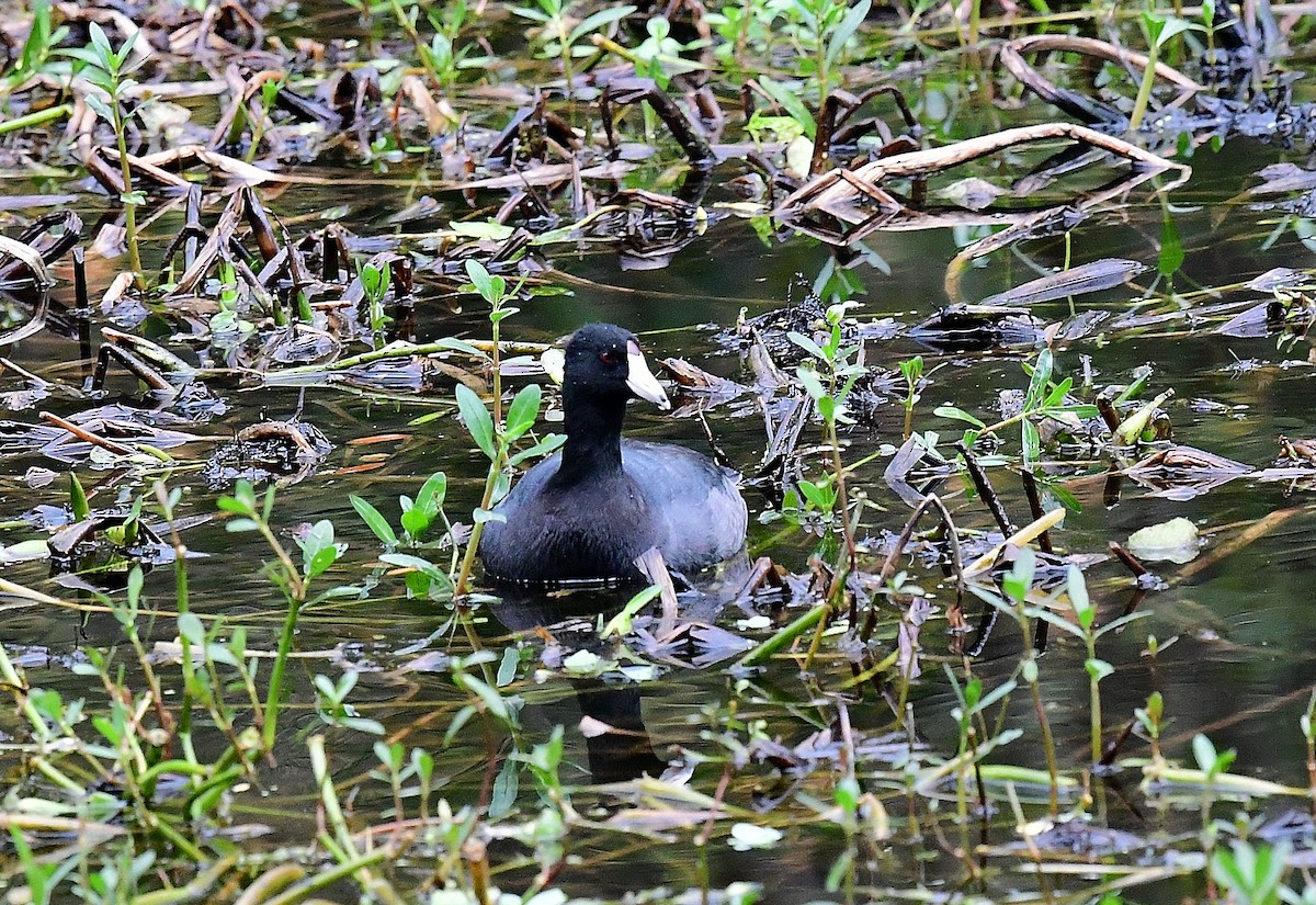 American Coot - JoAnna Clayton