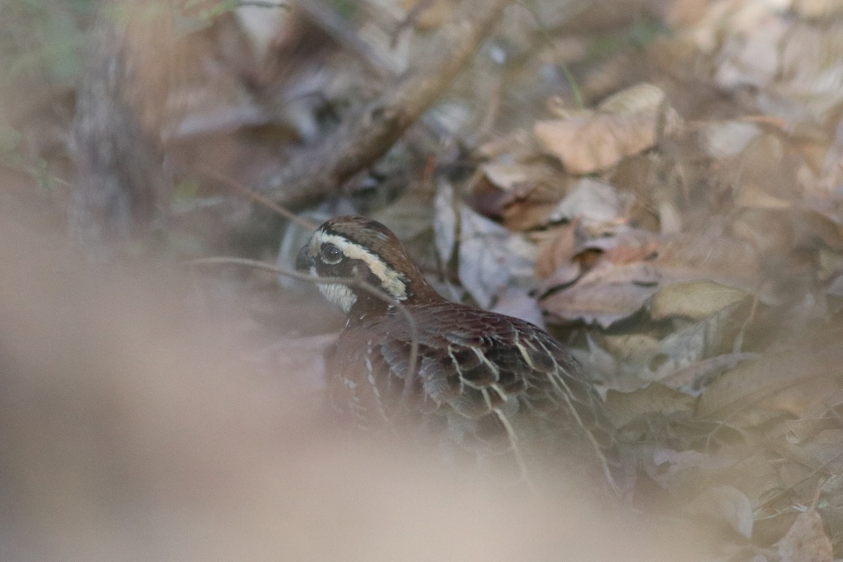 Northern Bobwhite - ML193111391