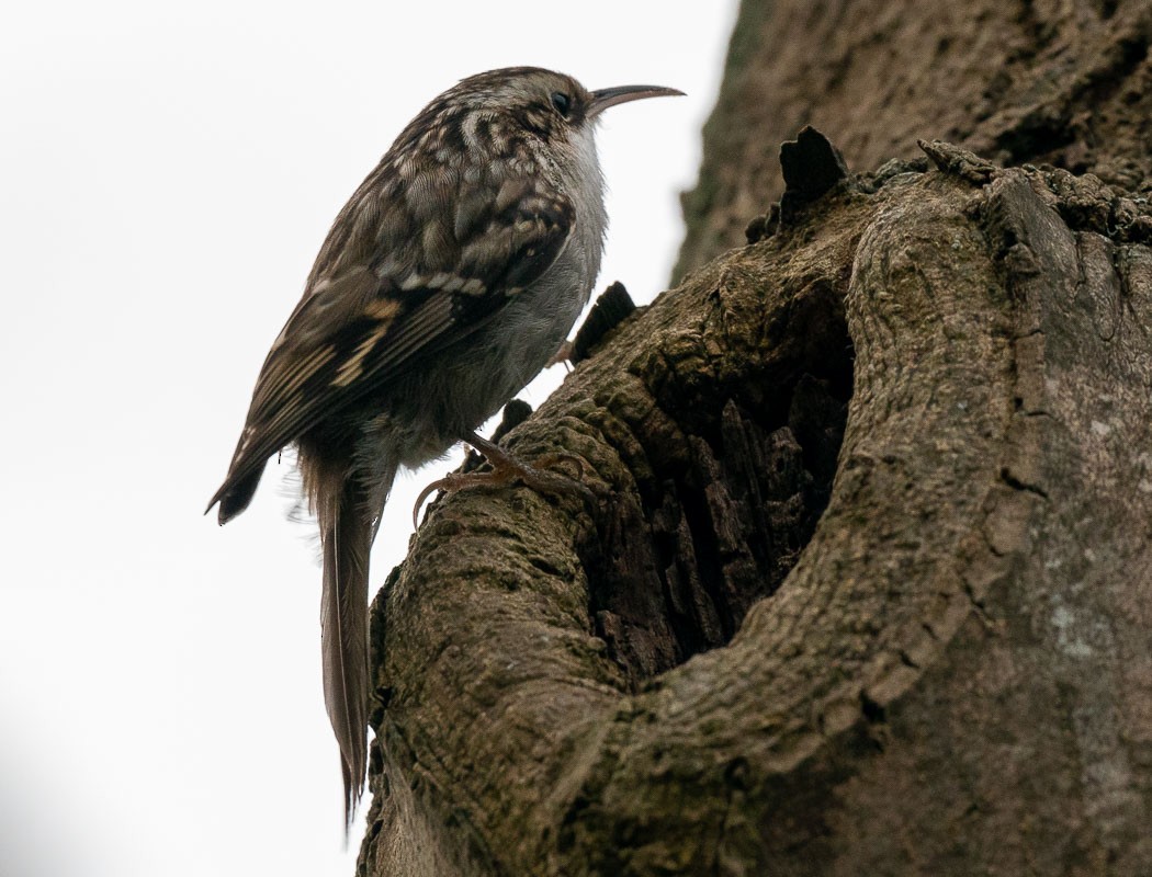 Eurasian/Short-toed Treecreeper - ML193111441