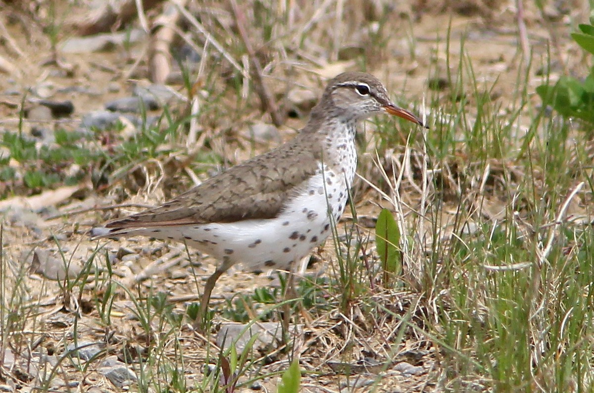 Spotted Sandpiper - ML193115211