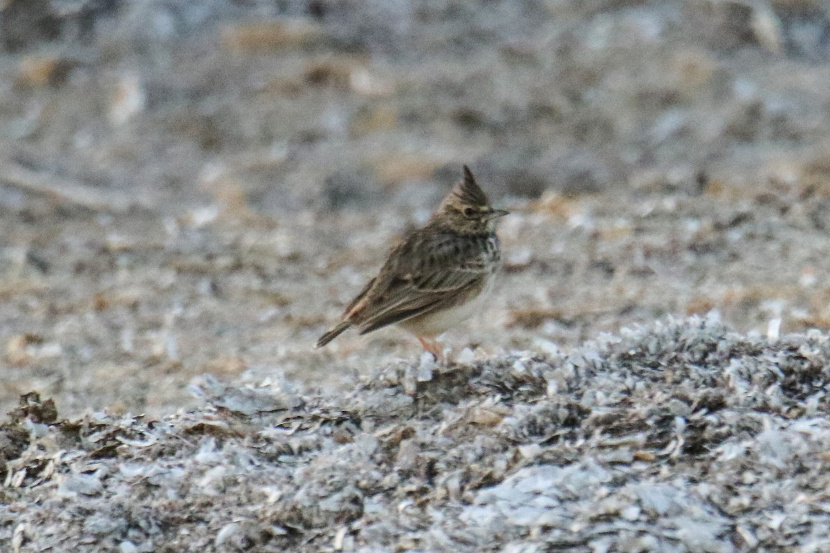 Thekla's Lark - ML193115661