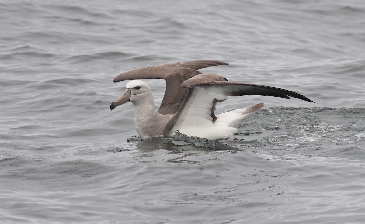 Salvin's Albatross - ML193116421