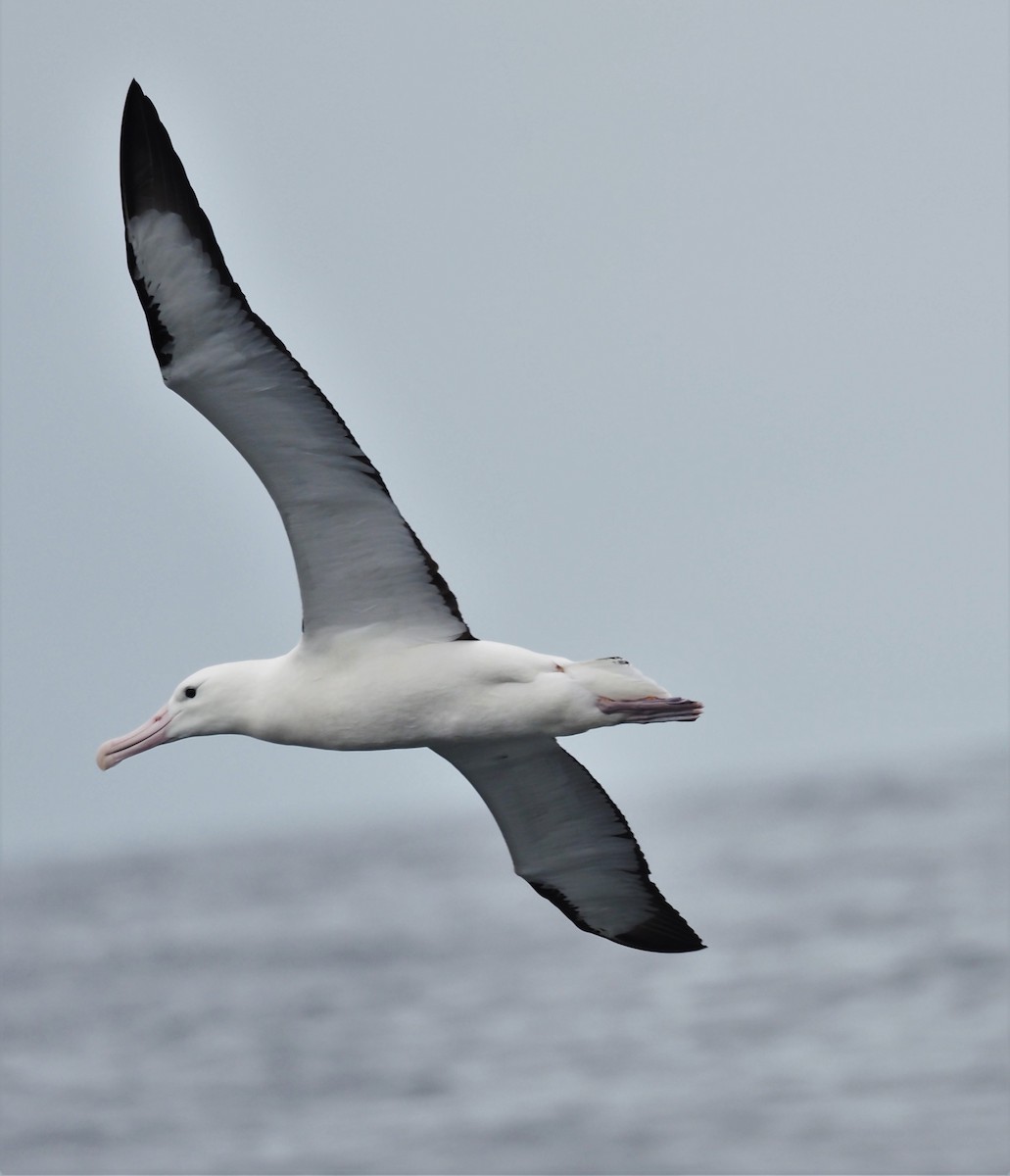 Northern Royal Albatross - ML193117091