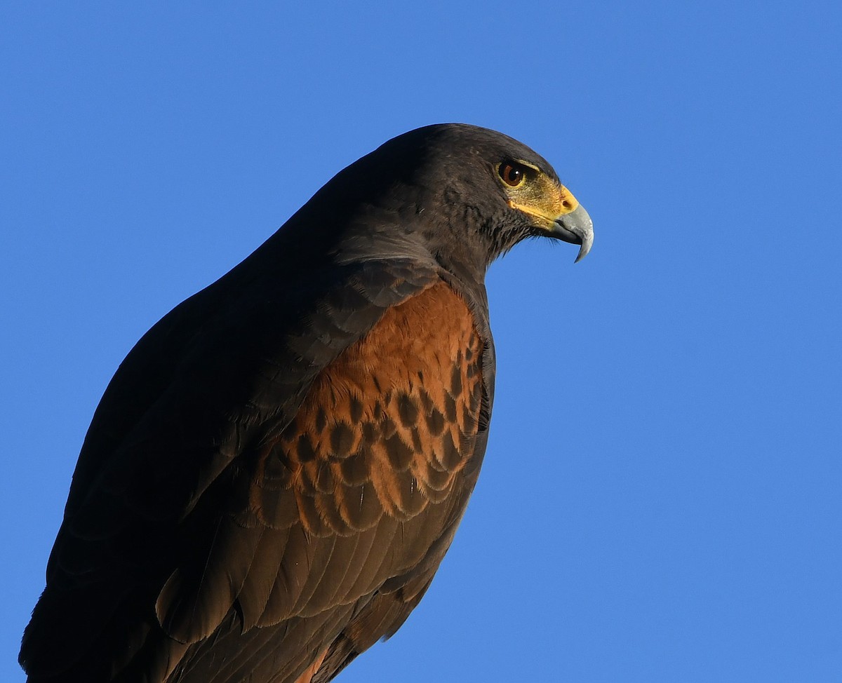 Harris's Hawk - ML193117421