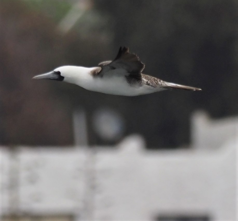 Peruvian Booby - ML193117871