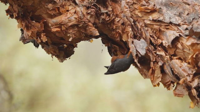 Giant Conebill - ML193119851