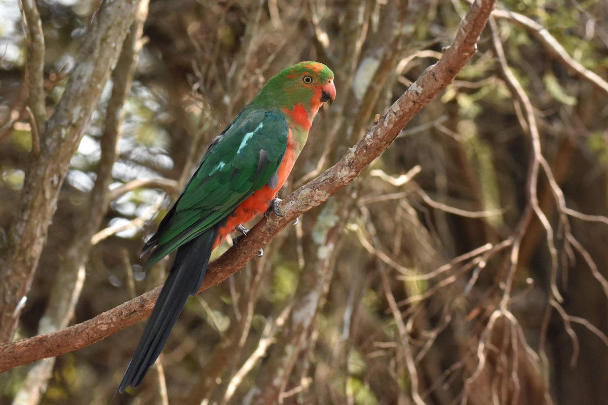 Australian King-Parrot - Stephen Haase