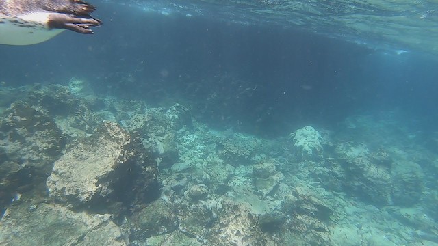 Galápagospinguin - ML193120481