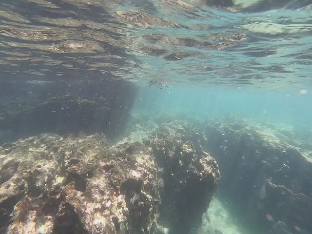 Galápagospinguin - ML193121291