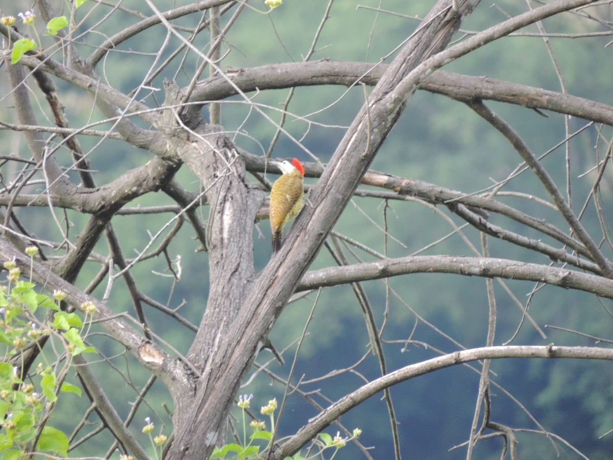 Spot-breasted Woodpecker - ML193121441