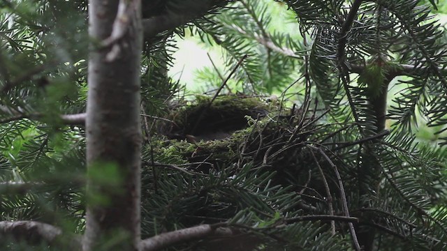 Bicknell's Thrush - ML193122481