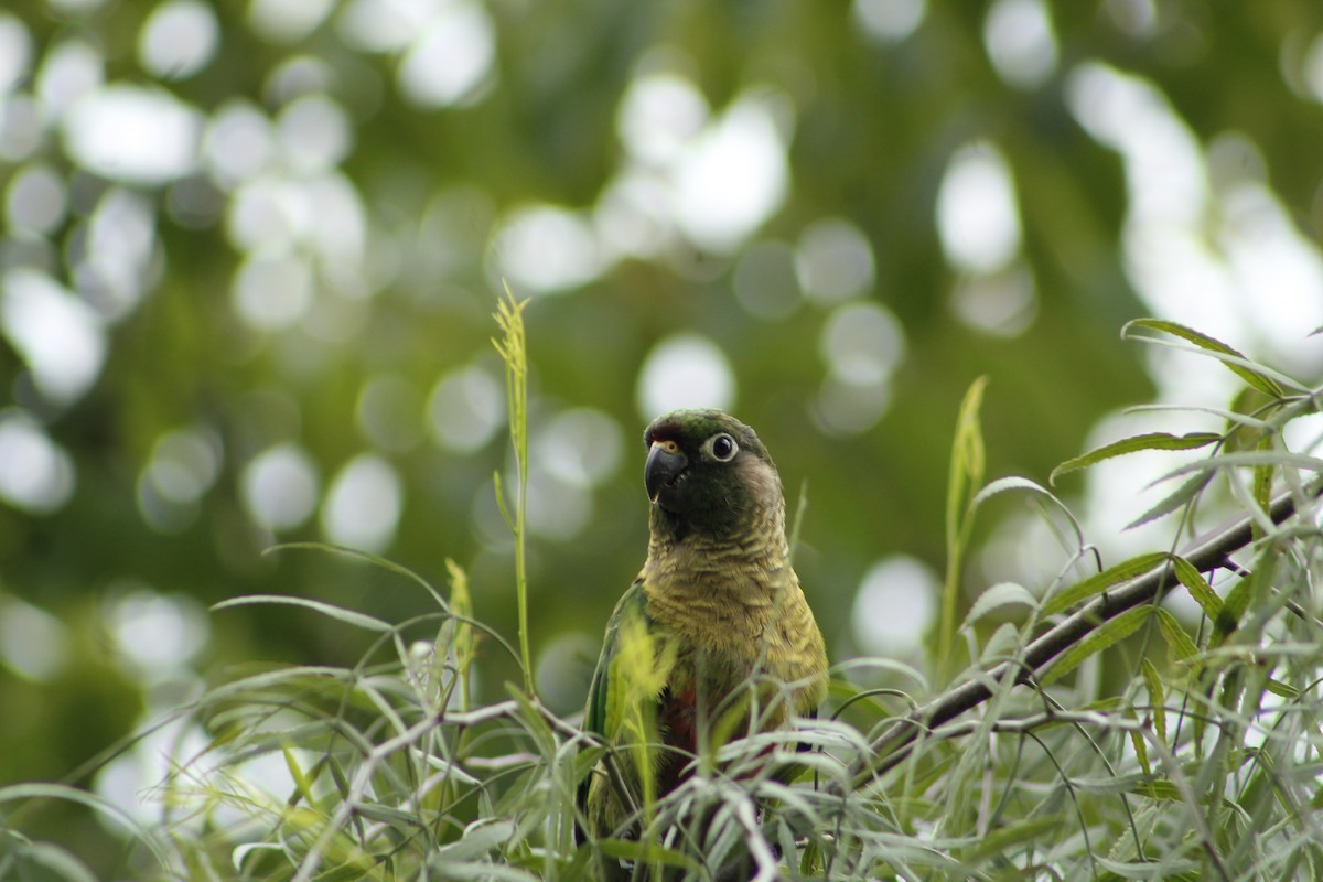 Conure de Vieillot - ML193123201