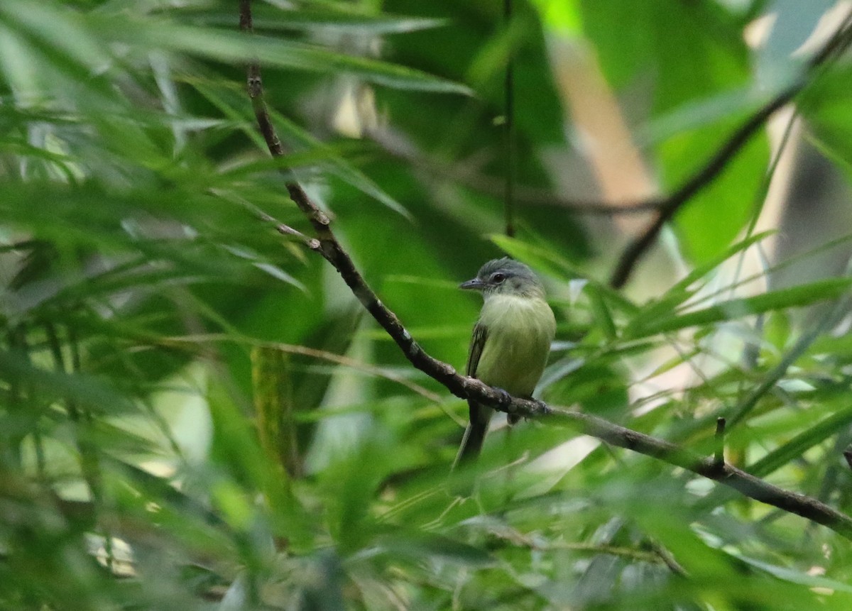 Yellow-olive Flatbill (exortivus) - ML193124761