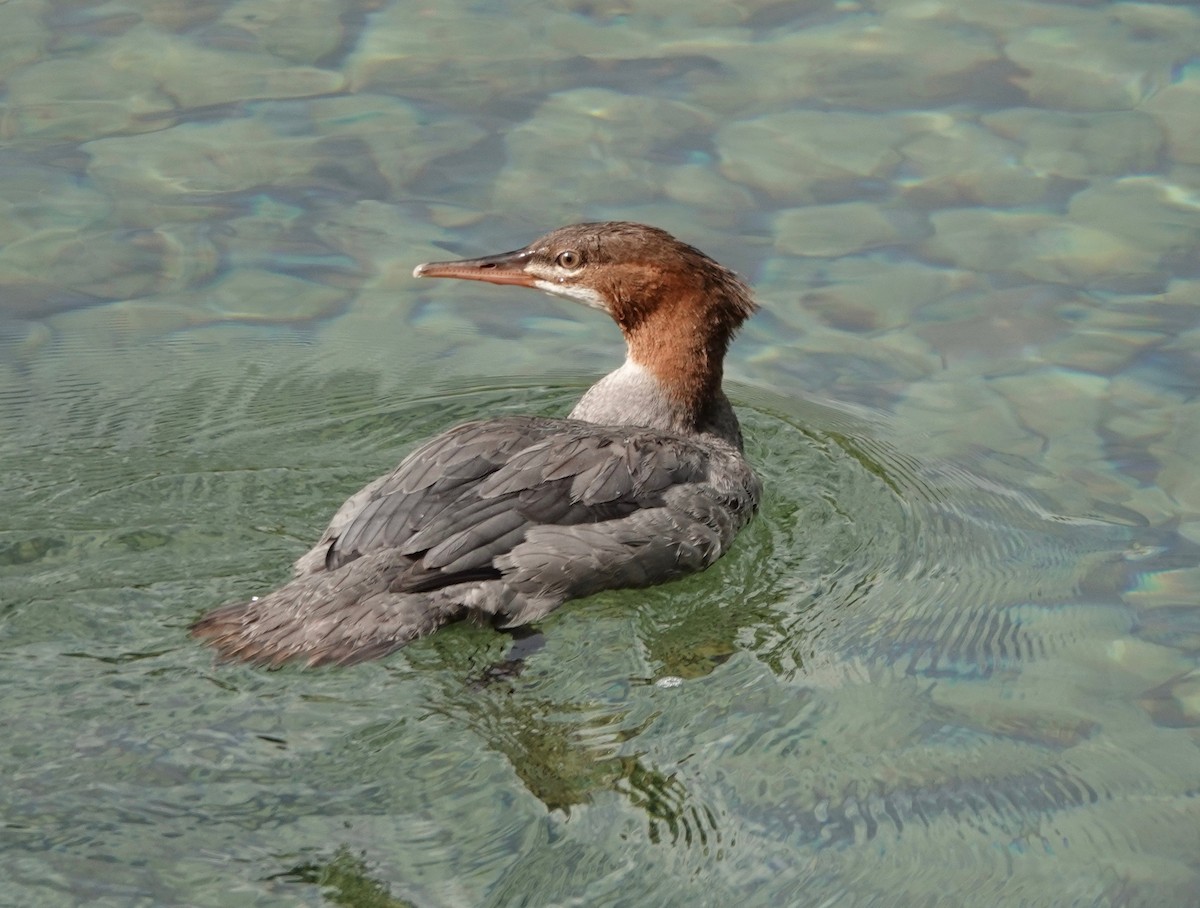 Common Merganser - Dave Ebbitt