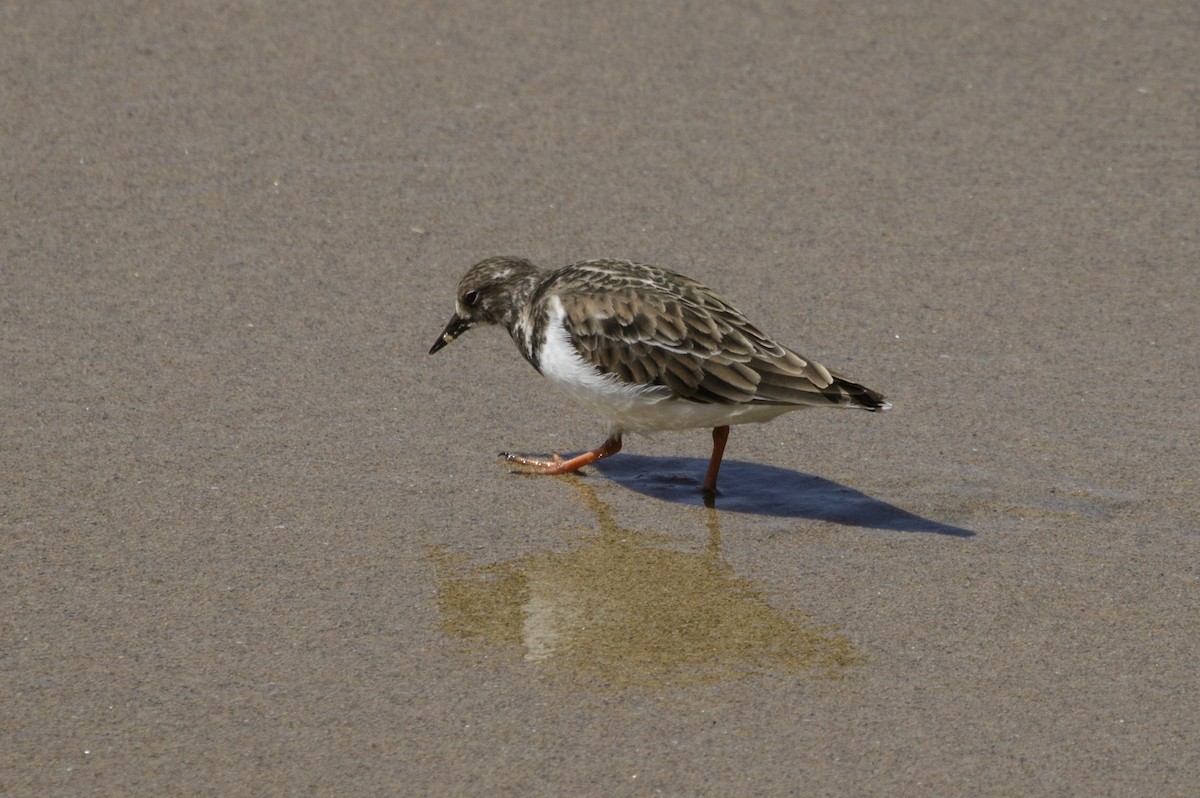 Ruddy Turnstone - Silvia Faustino Linhares