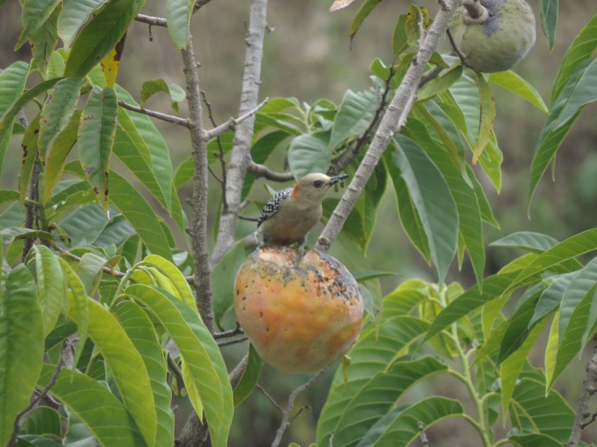 Red-crowned Woodpecker - ML193126911