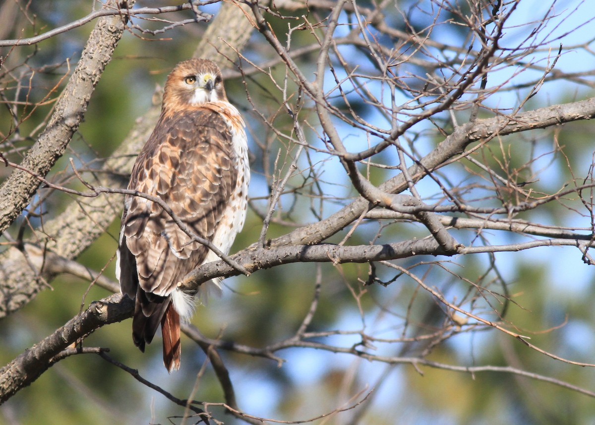 Red-tailed Hawk (borealis) - ML193127101