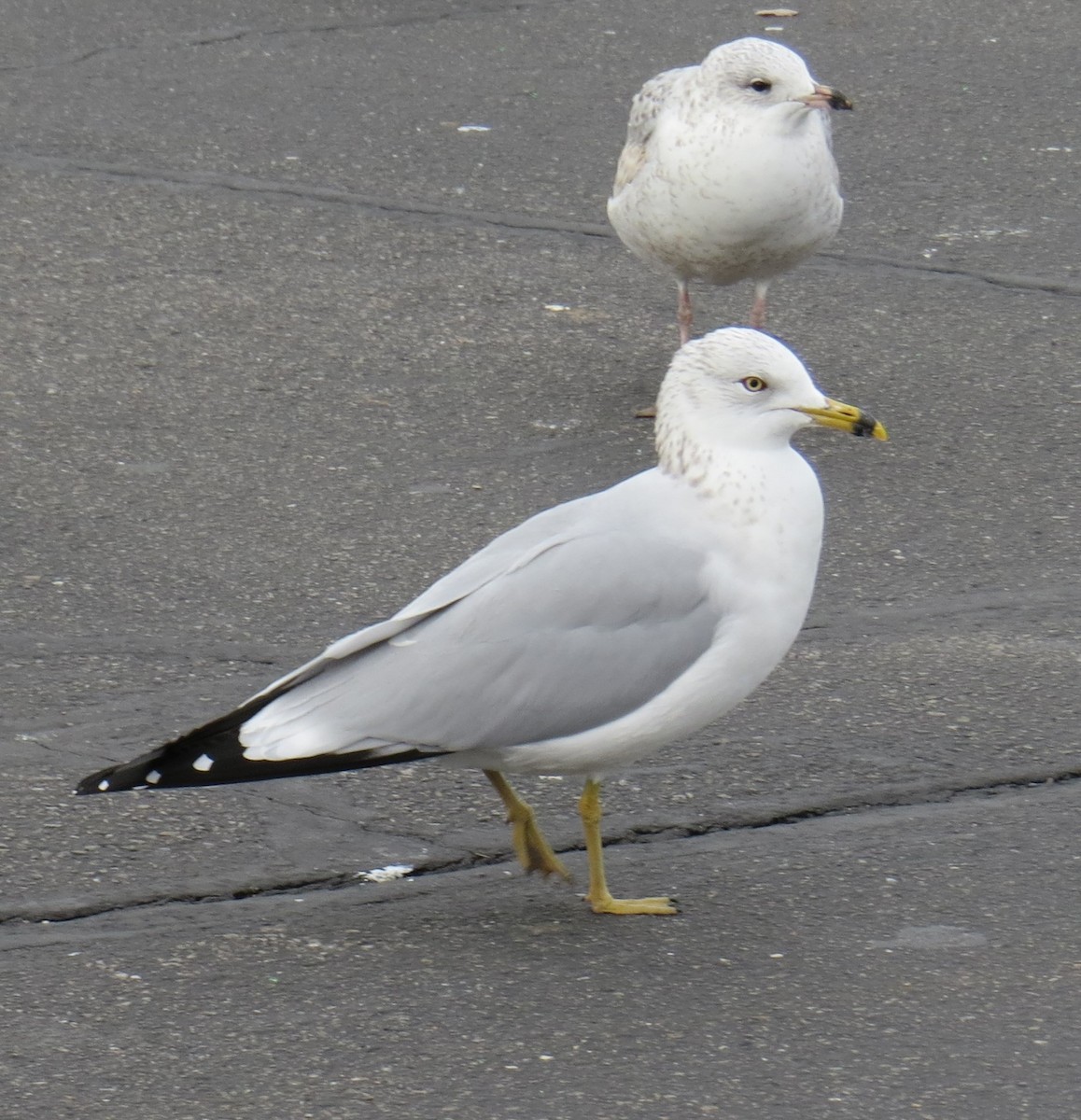 Ring-billed Gull - ML193127231