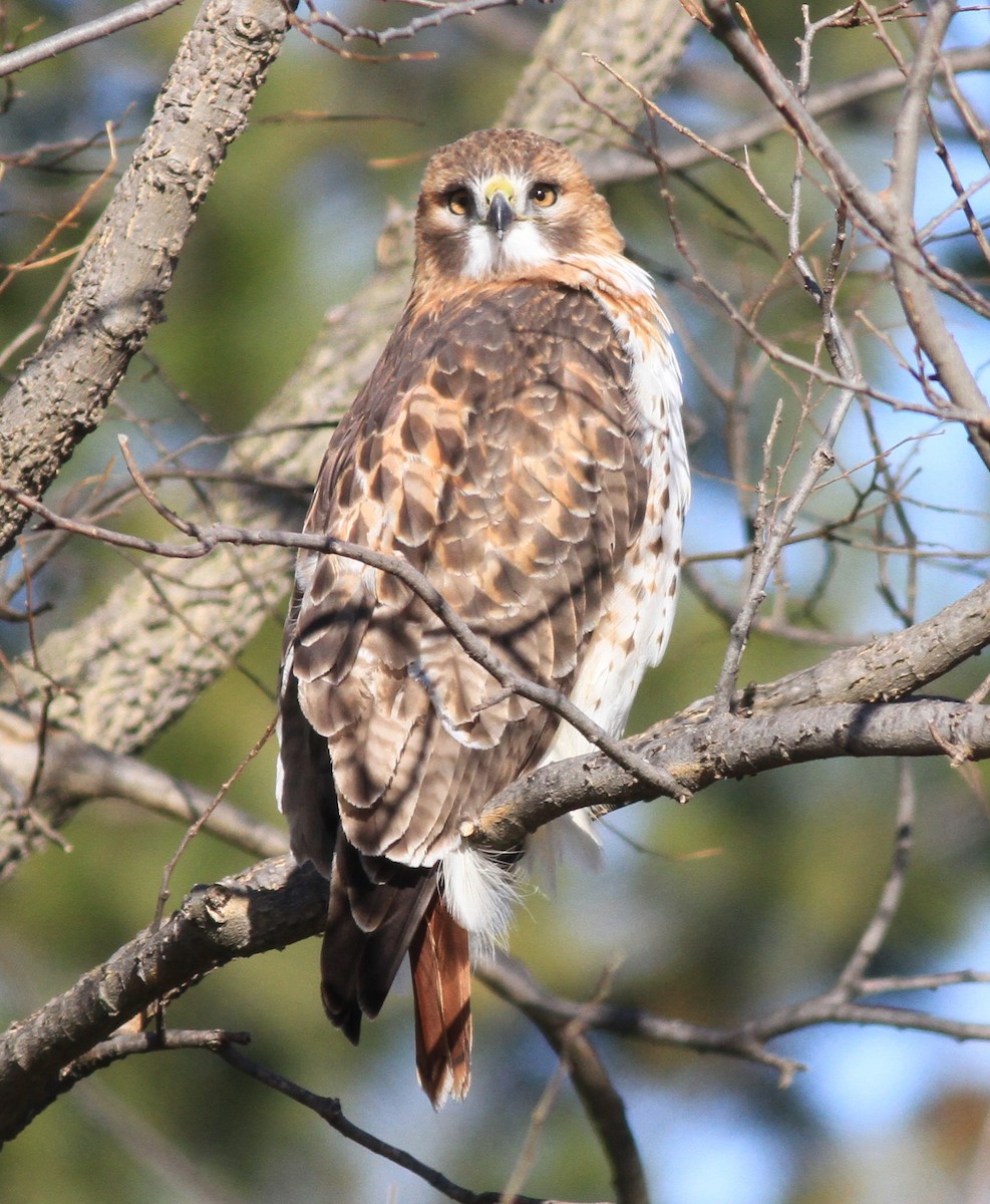 Red-tailed Hawk (borealis) - ML193127651