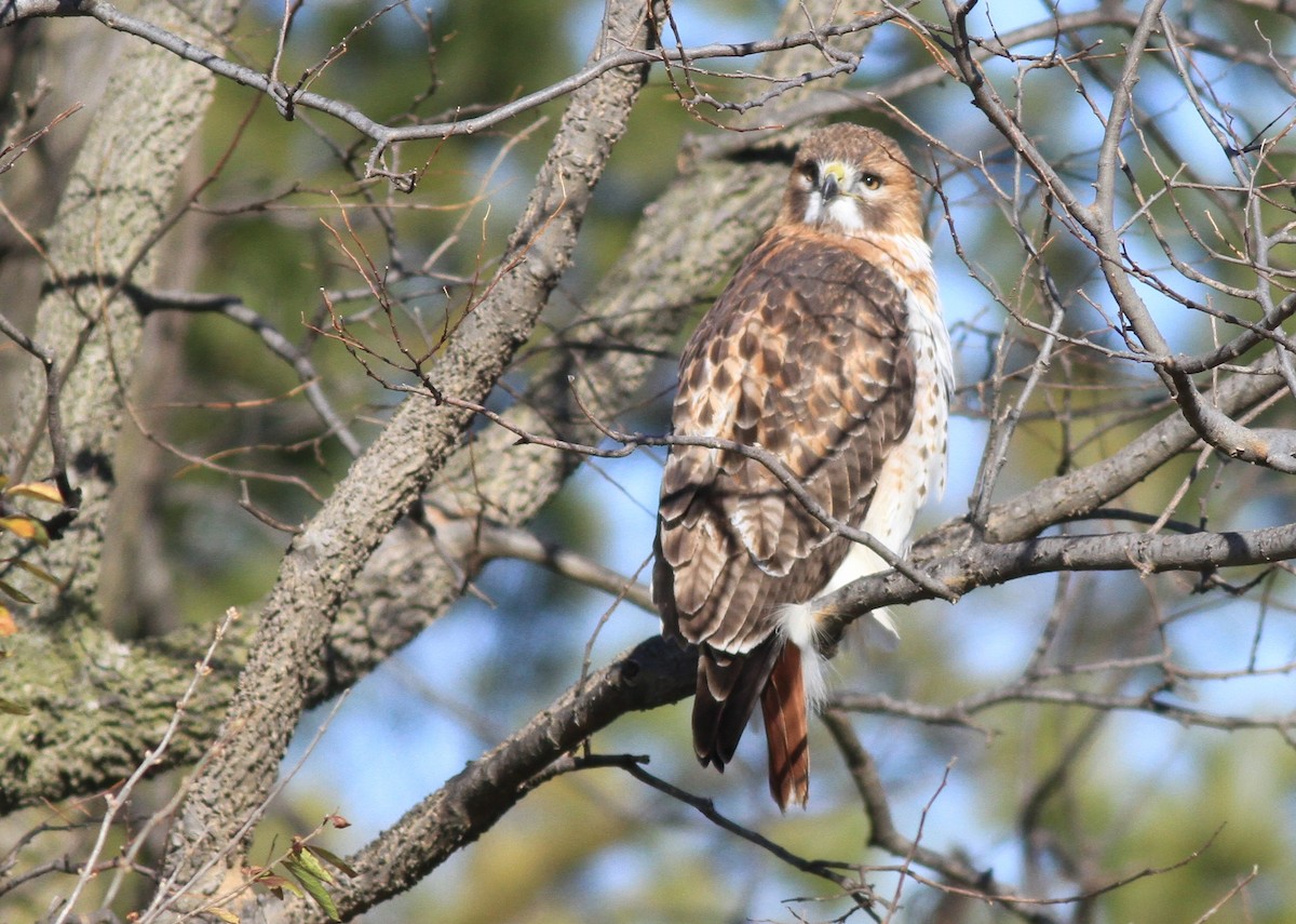 Red-tailed Hawk (borealis) - ML193127661