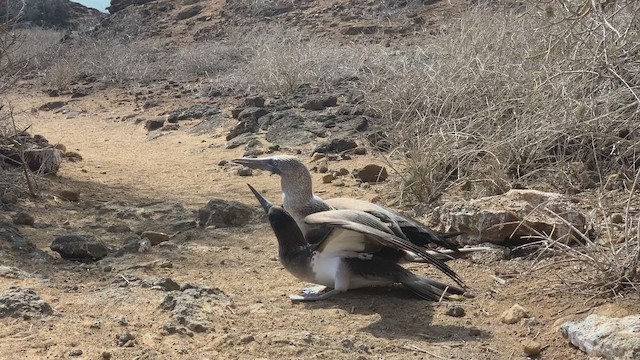 Blue-footed Booby - ML193128021