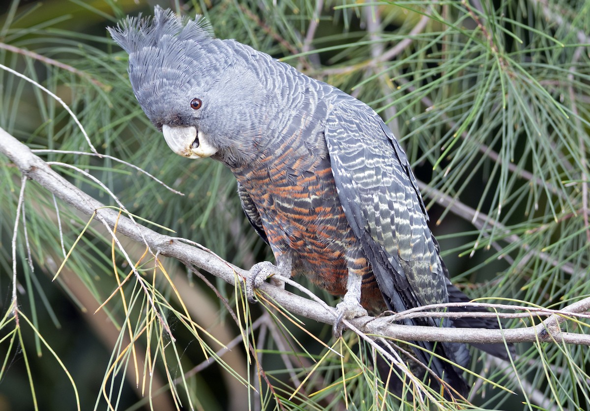 Gang-gang Cockatoo - Nik Mulconray