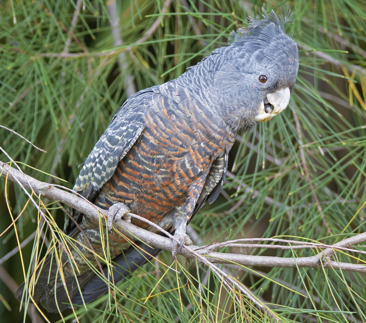 Gang-gang Cockatoo - Nik Mulconray