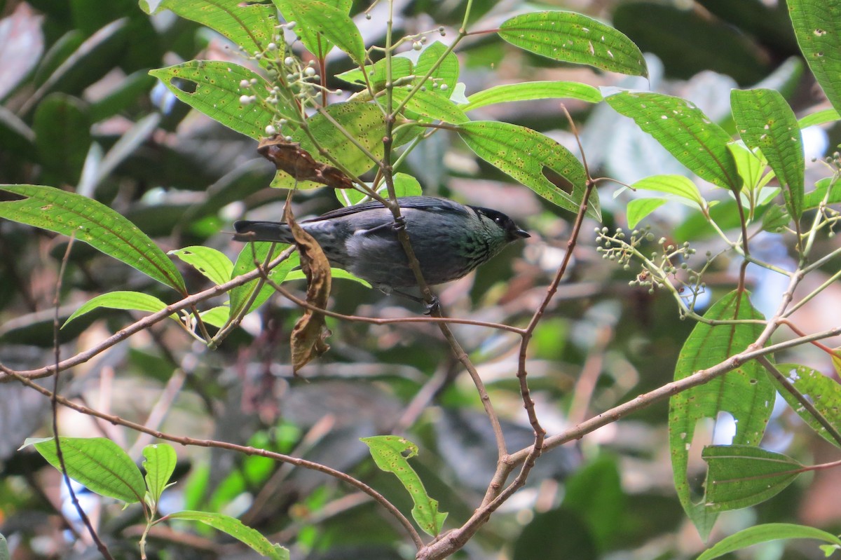 Black-capped Tanager - ML193132171