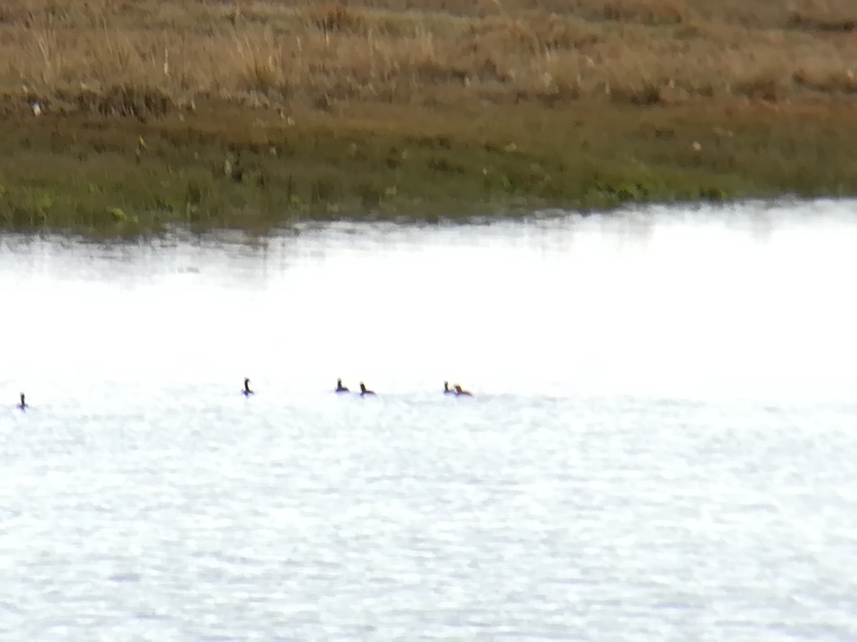 Little Grebe - ML193133861