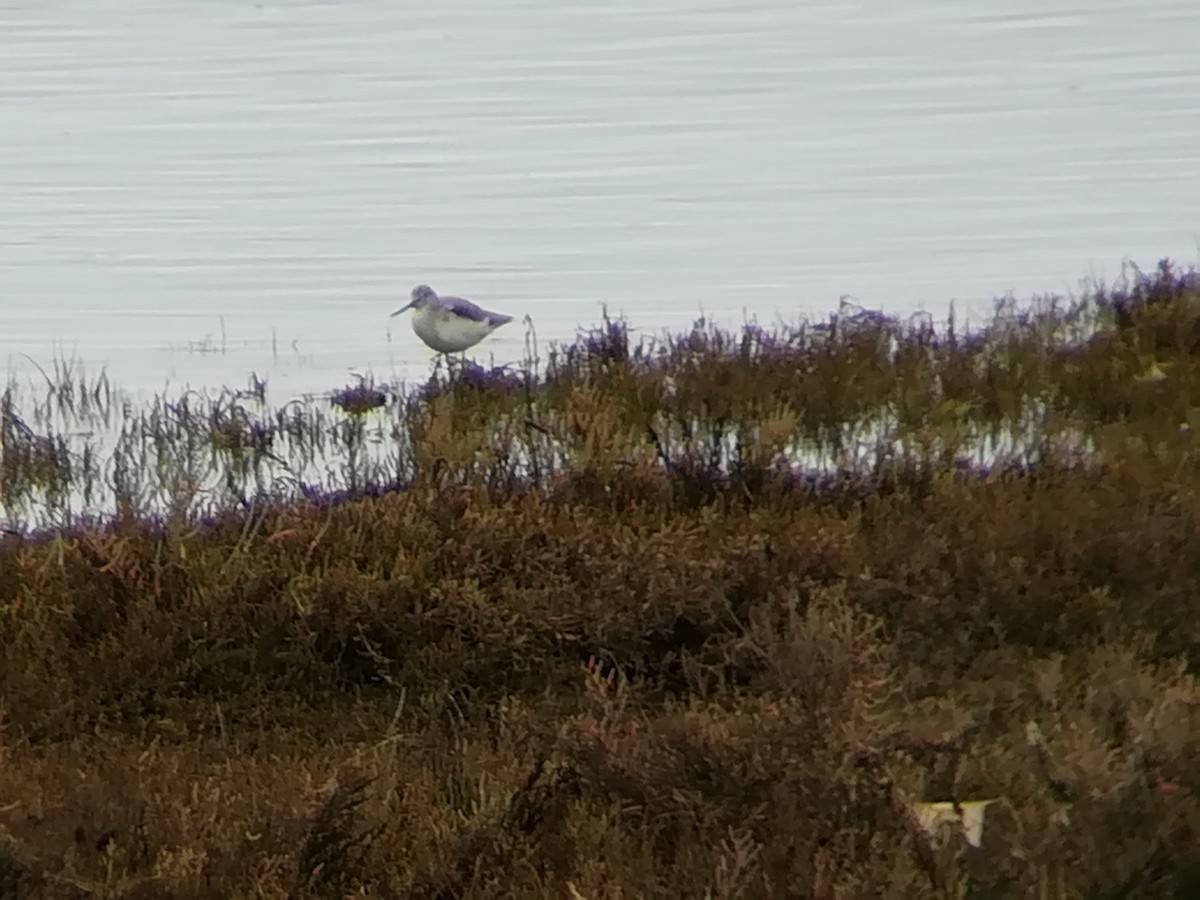 Common Greenshank - ML193134731