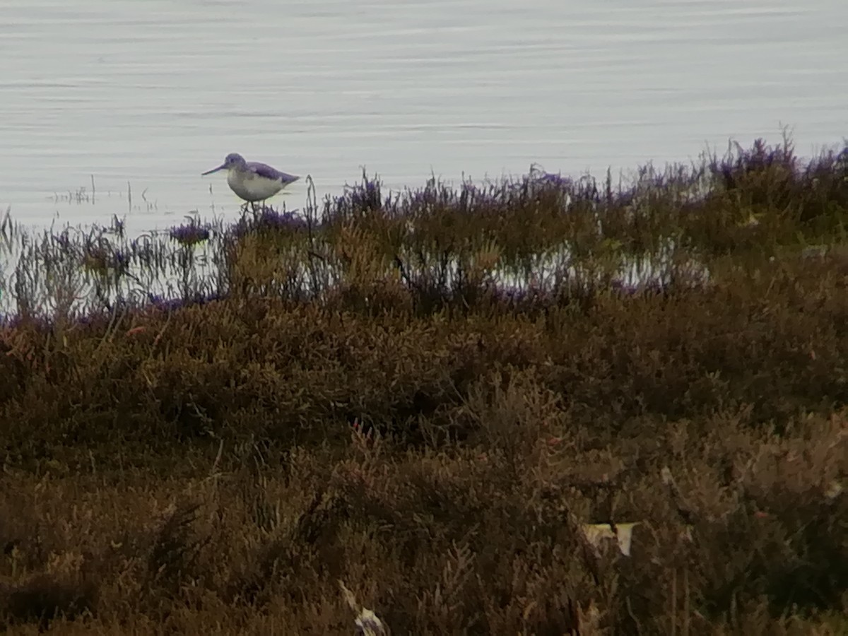 Common Greenshank - Nelson Conceição