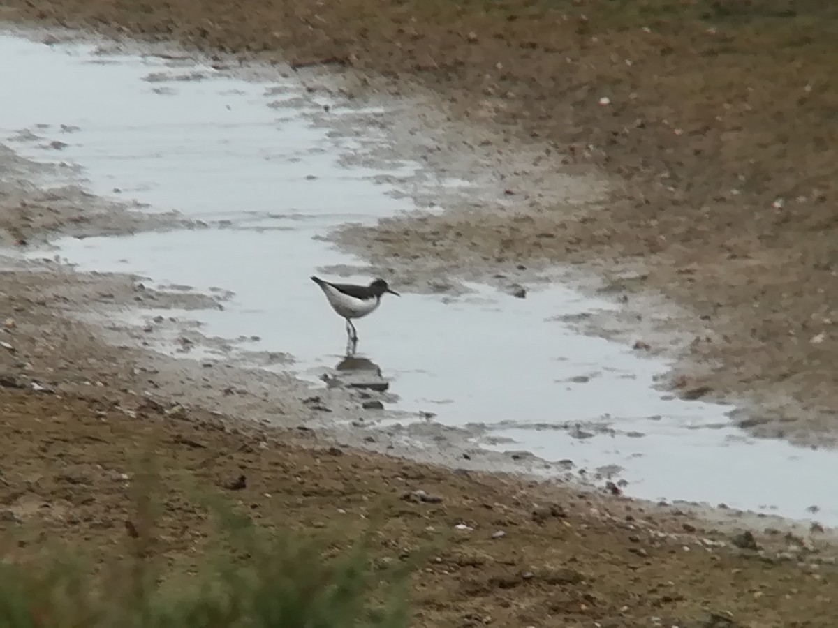 Common Sandpiper - ML193135071