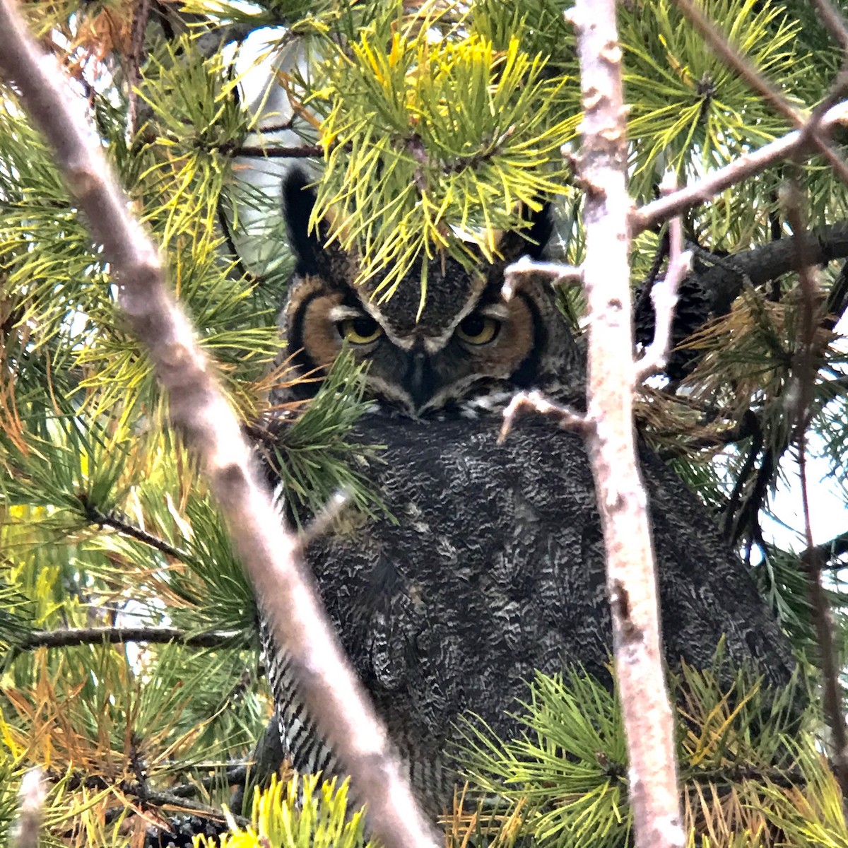 Great Horned Owl - ML193136831