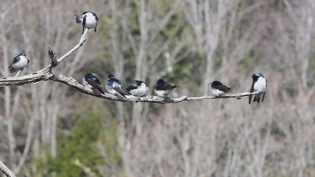 Golondrina Bicolor - ML193136971