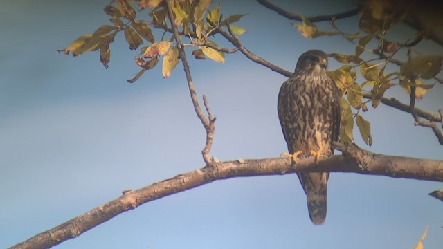 Дербник (columbarius) - ML193139381