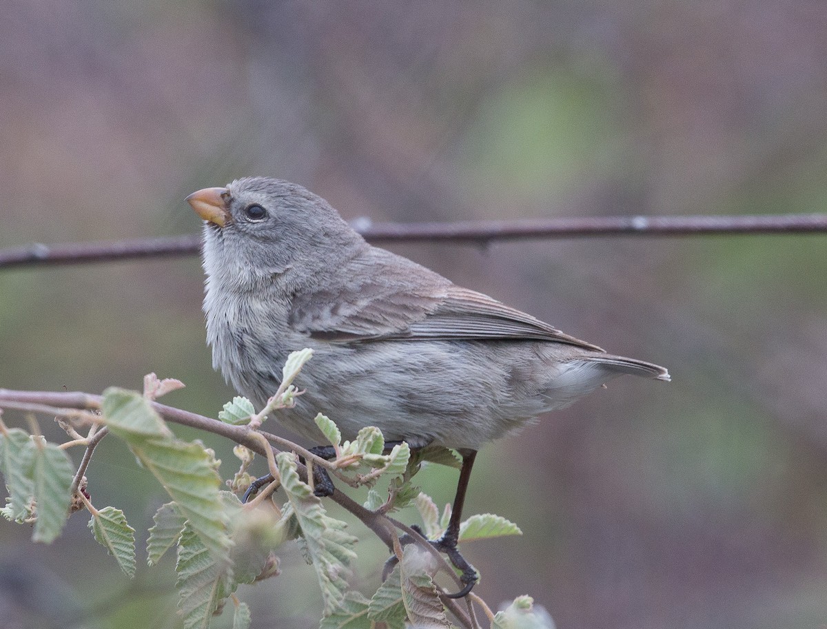 ML193139771 - Small Tree-Finch - Macaulay Library