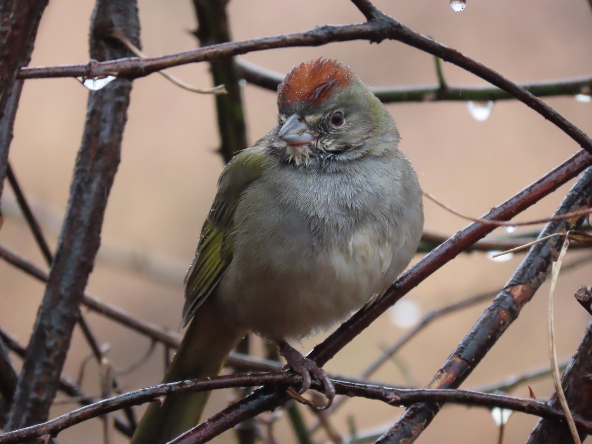 Green-tailed Towhee - ML193140671