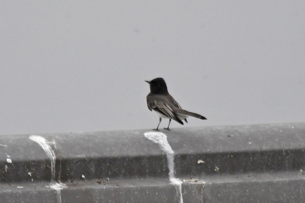 Black Phoebe - ML193140801