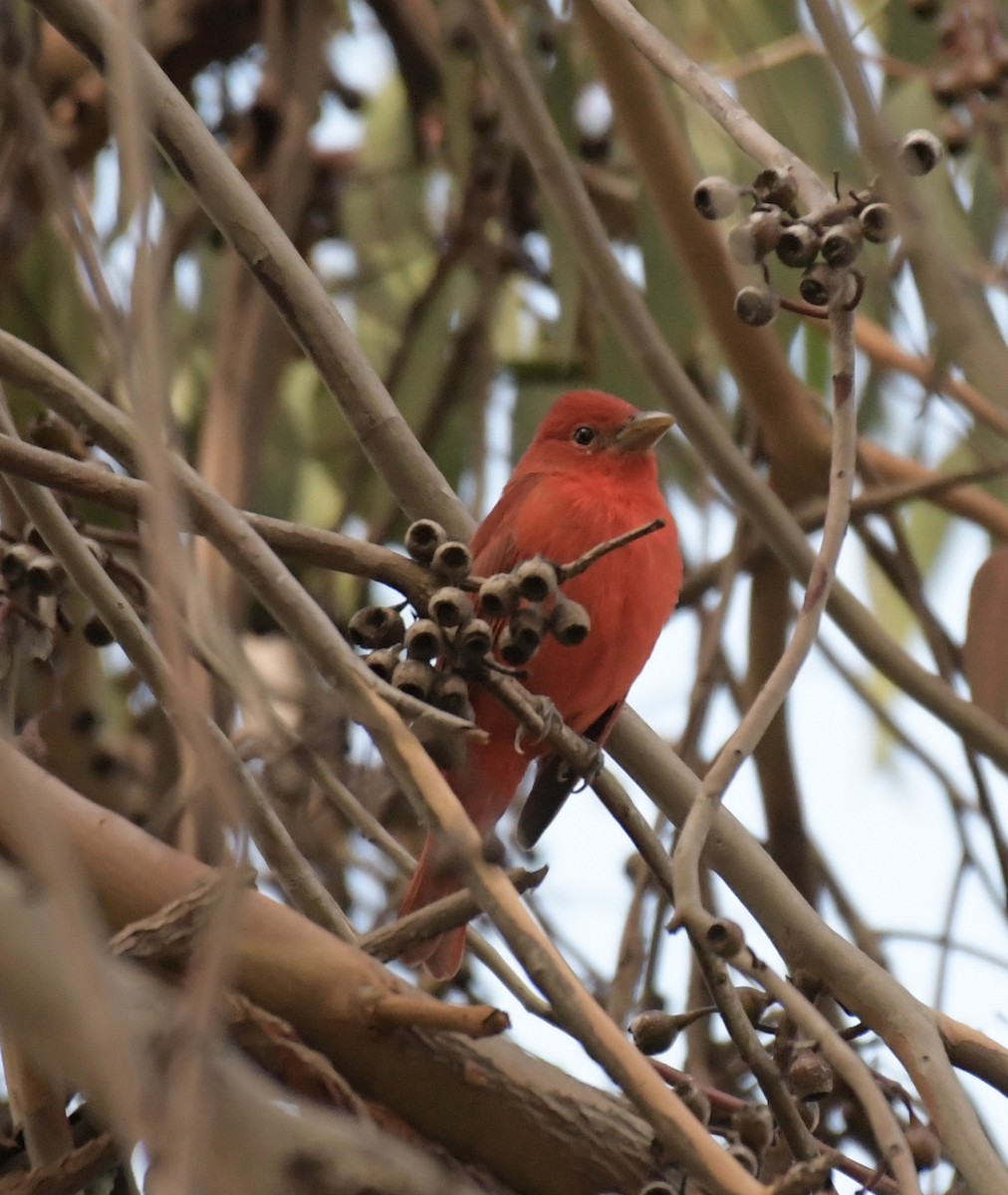 Summer Tanager - ML193141571